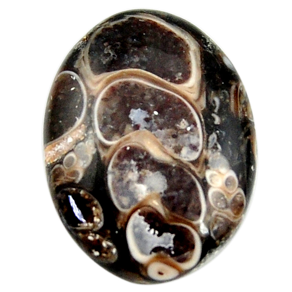 15.10cts turritella fossil agate cabochon 22.5x17 mm oval loose gemstone s18749