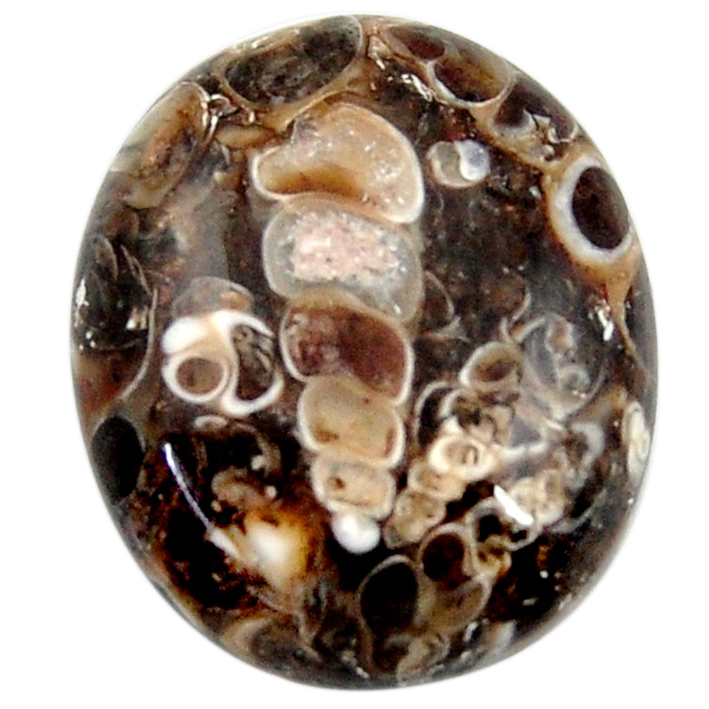 20.15cts turritella fossil agate cabochon 22x18 mm oval loose gemstone s18753