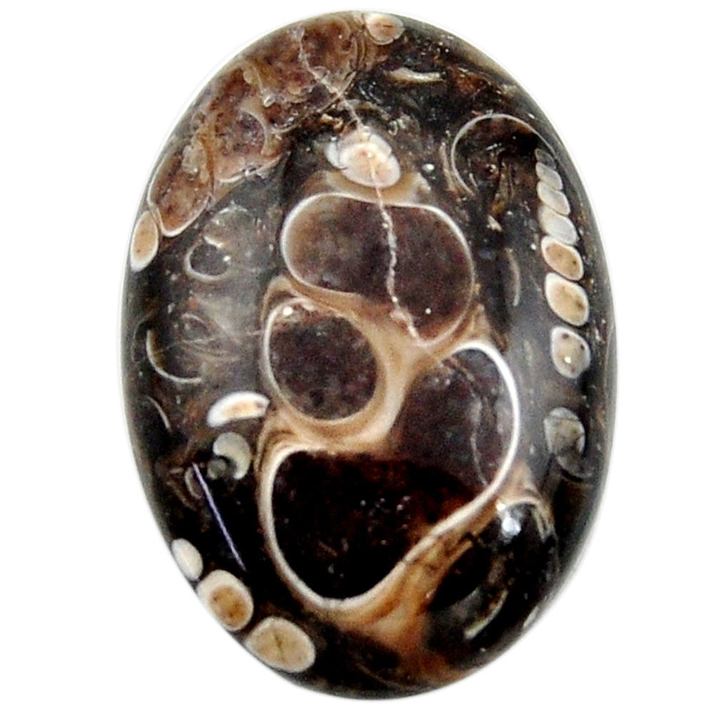 19.45cts turritella fossil agate cabochon 25x17 mm oval loose gemstone s18750