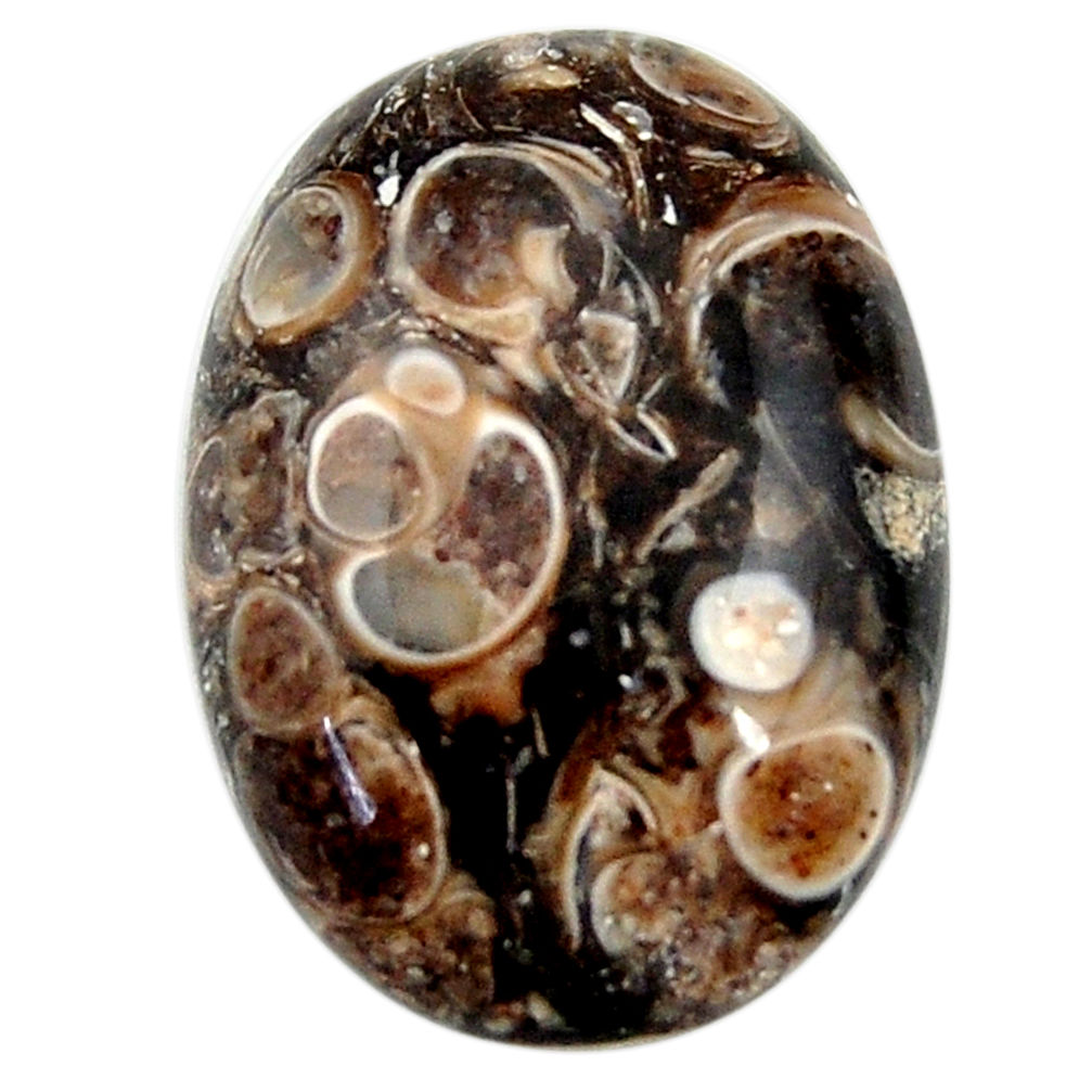 22.35cts turritella fossil agate cabochon 25x17.5 mm oval loose gemstone s18751