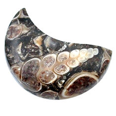 10.10cts turritella fossil snail agate 20x10 mm moon loose gemstone s26961