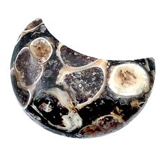 10.35cts turritella fossil snail agate 20x11 mm moon loose gemstone s26966