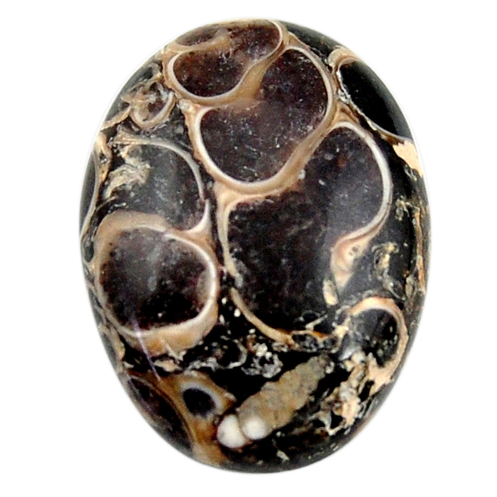 20.15cts turritella fossil snail agate 24x17.5 mm oval loose gemstone s18756