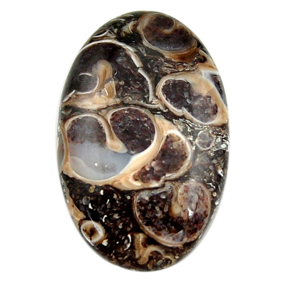 19.45cts turritella fossil snail agate 27.5x17 mm oval loose gemstone s18757